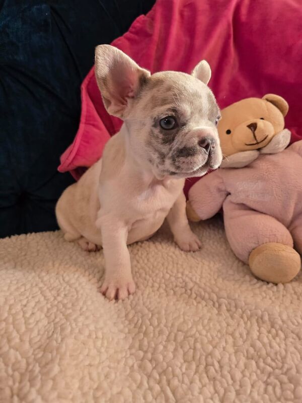 French bulldog puppys for sale in South Shields, Tyne and Wear