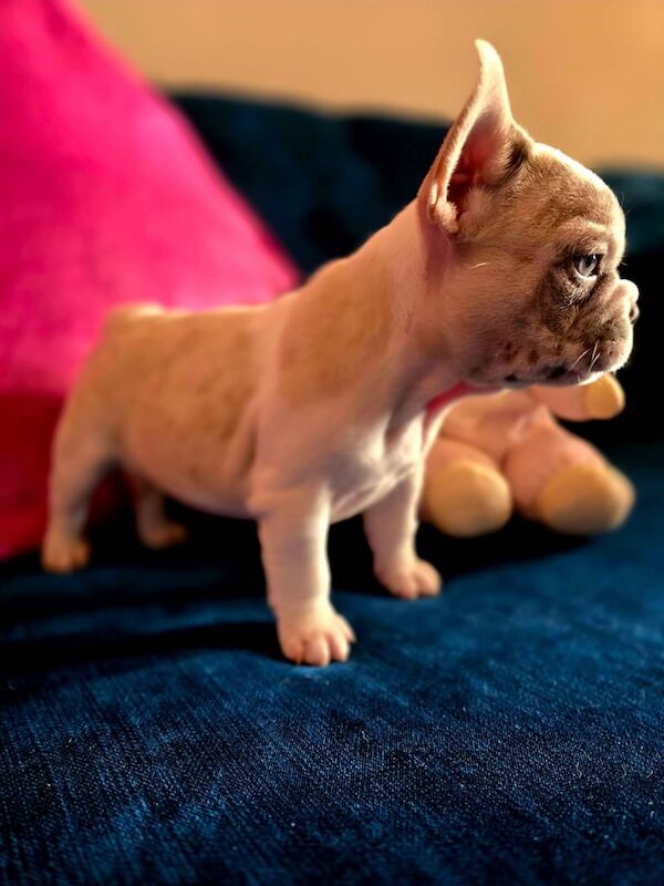 French Bulldog puppies for sale in South Shields, Tyne and Wear – KC registered, 8 months old - Image 2 of 3