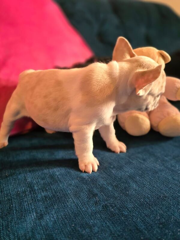 French Bulldog puppies for sale in South Shields, Tyne and Wear – KC registered, 8 months old - Image 3 of 3
