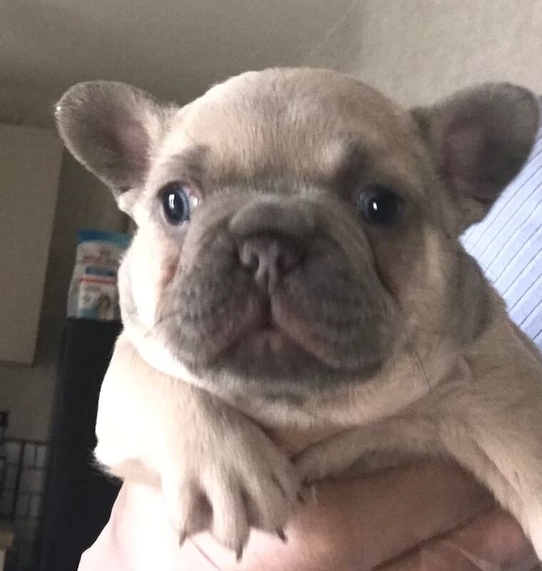 French Bulldog puppies for sale in Chadderton, Greater Manchester – KC registered, 6 weeks old