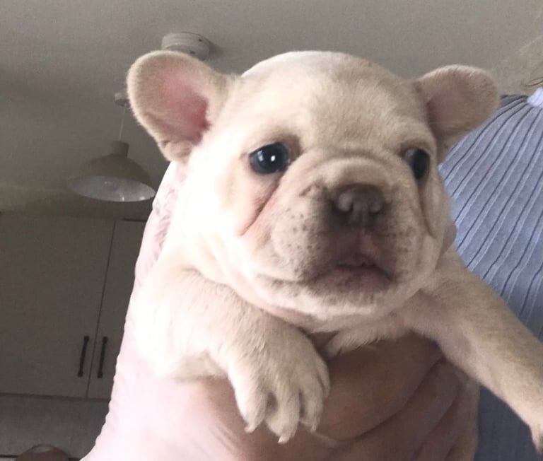 French Bulldog puppies for sale in Chadderton, Greater Manchester – KC registered, 6 weeks old - Image 2 of 3