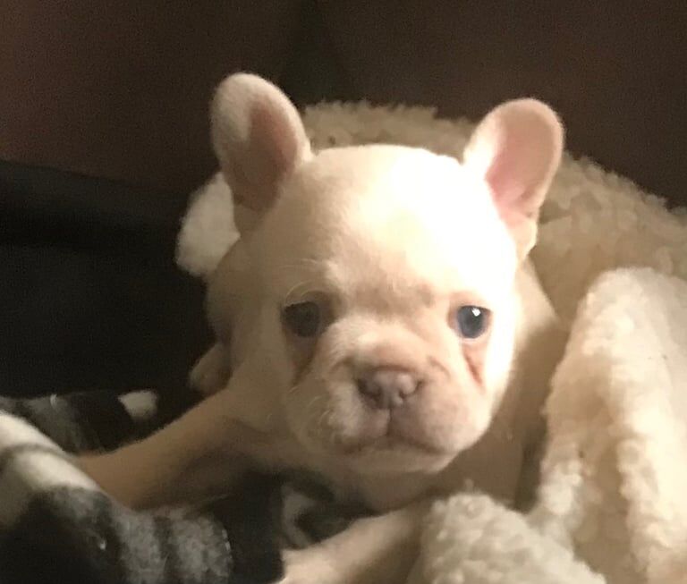 French Bulldog puppies for sale in Chadderton, Greater Manchester – KC registered, 6 weeks old - Image 3 of 3
