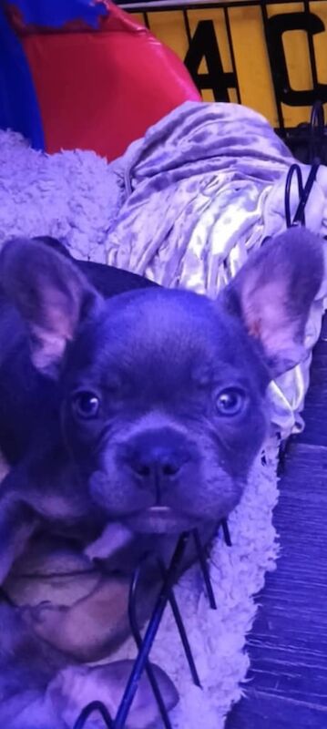 French Bulldog puppies for sale in Nelson, Lancashire – 8 weeks old