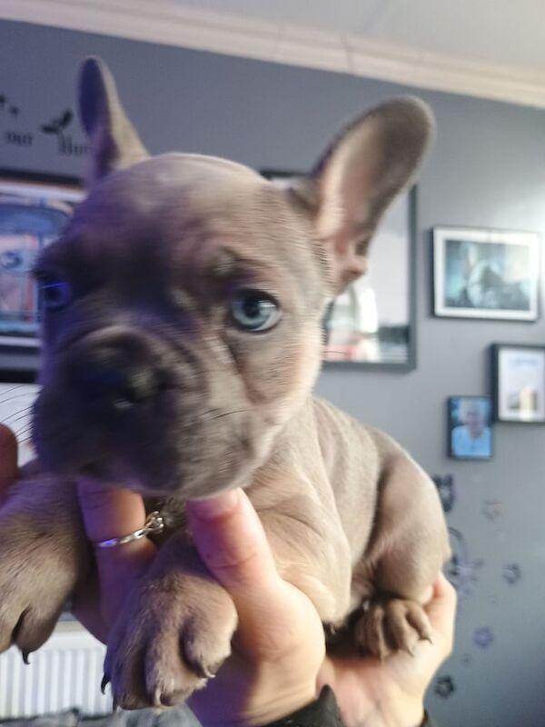 French Bulldog puppies for sale in Nelson, Lancashire – 8 weeks old - Image 2 of 3
