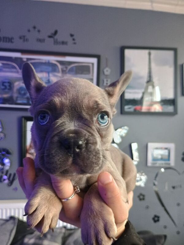 French Bulldog puppies for sale in Nelson, Lancashire – 8 weeks old - Image 3 of 3