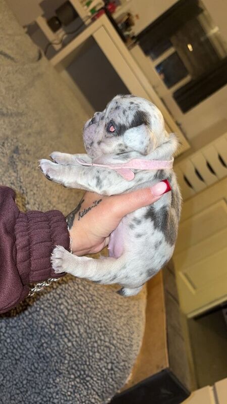 French bulldog puppy’s - Image 2 of 6