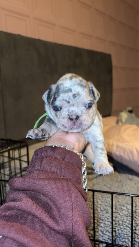 French bulldog puppy’s - Image 3 of 6