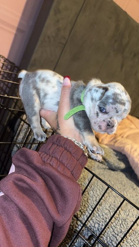 French bulldog puppy’s - Image 4 of 6