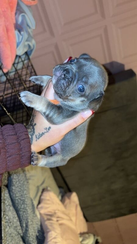 French bulldog puppy’s - Image 5 of 6