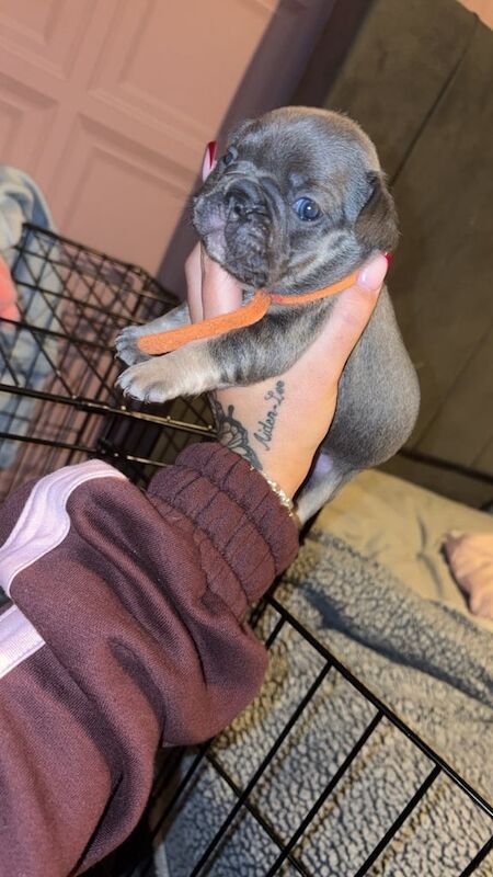 French bulldog puppy’s - Image 6 of 6