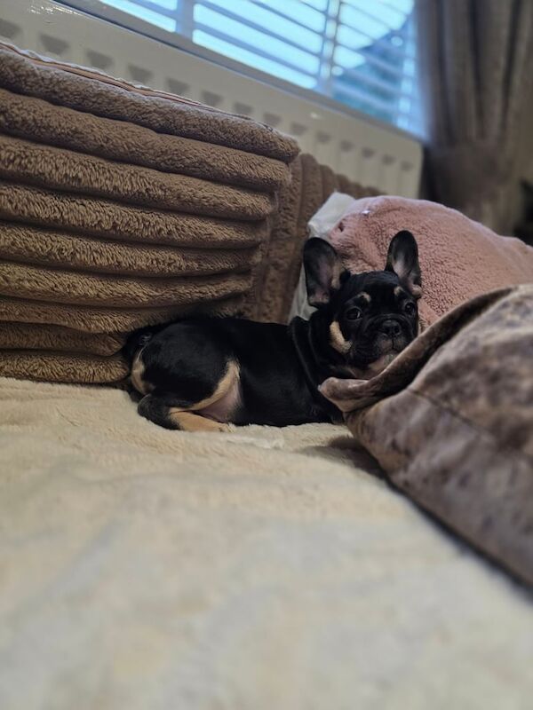 French bulldog puppys - Image 2 of 4