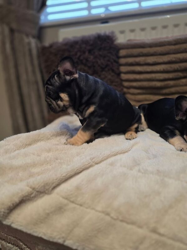French bulldog puppys - Image 3 of 4