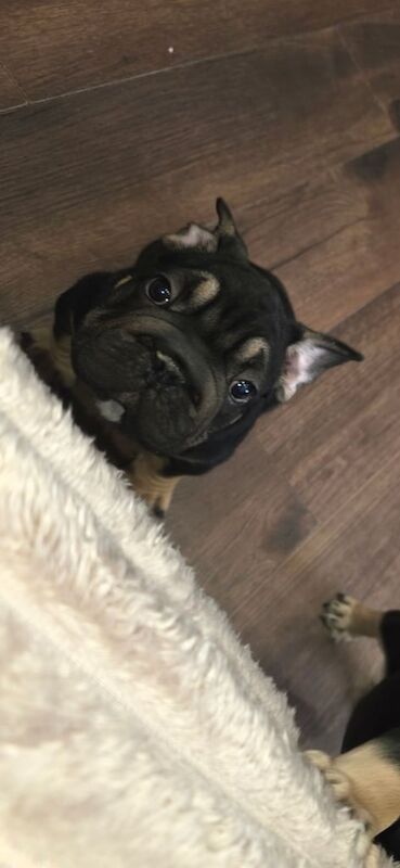 French bulldog puppys - Image 4 of 4