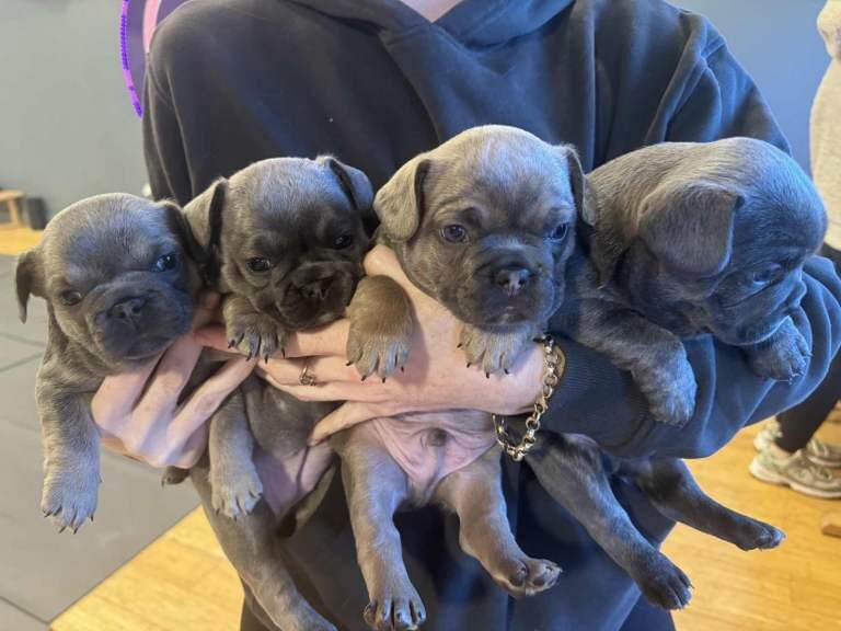 French Bulldog puppies for sale in Poole, Dorset – KC registered, 6 weeks old