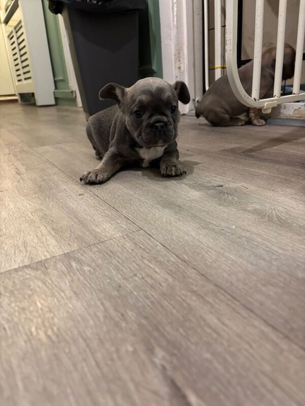 French bulldog puppy’s - Image 2 of 4
