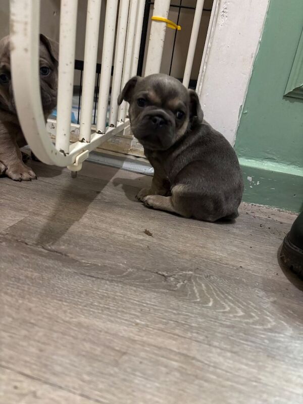 French bulldog puppy’s - Image 3 of 4