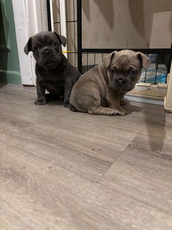French bulldog puppy’s - Image 4 of 4