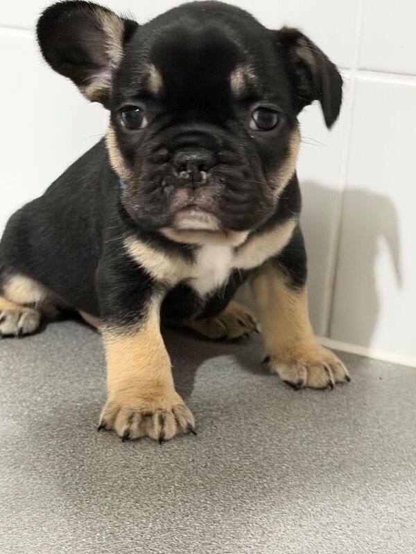 French bulldog puppy’s - Image 2 of 4