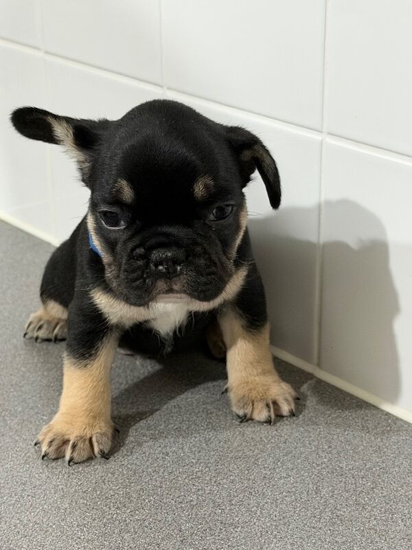 French bulldog puppy’s - Image 4 of 4