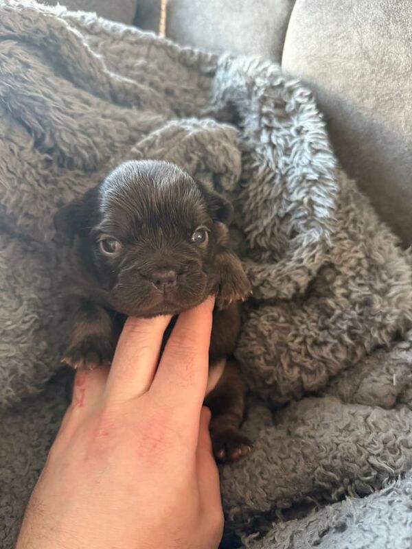 French bulldog puppy's fluffy for sale in Belle Isle, West Yorkshire | Image 3