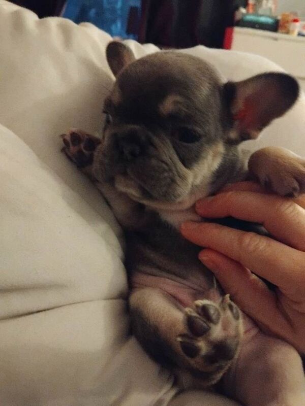 French bulldog puppys for sale - Image 2 of 6