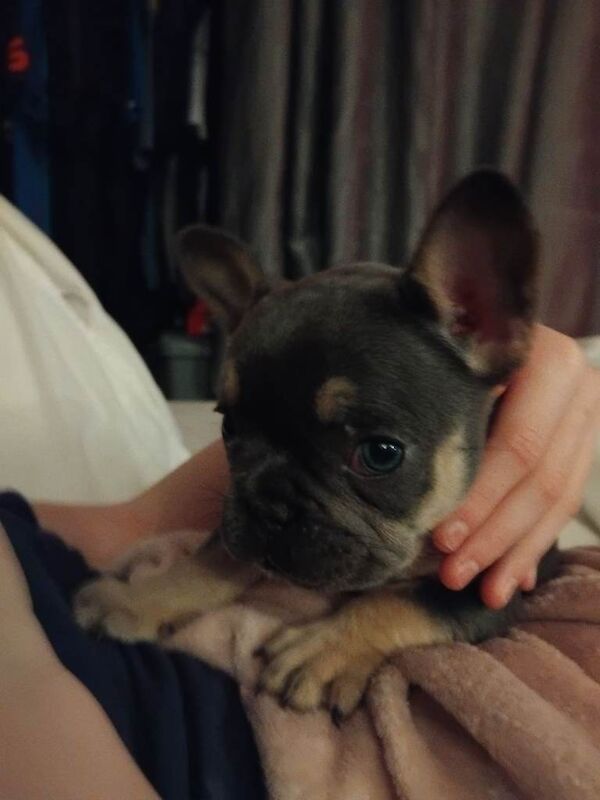 French bulldog puppys for sale - Image 3 of 6
