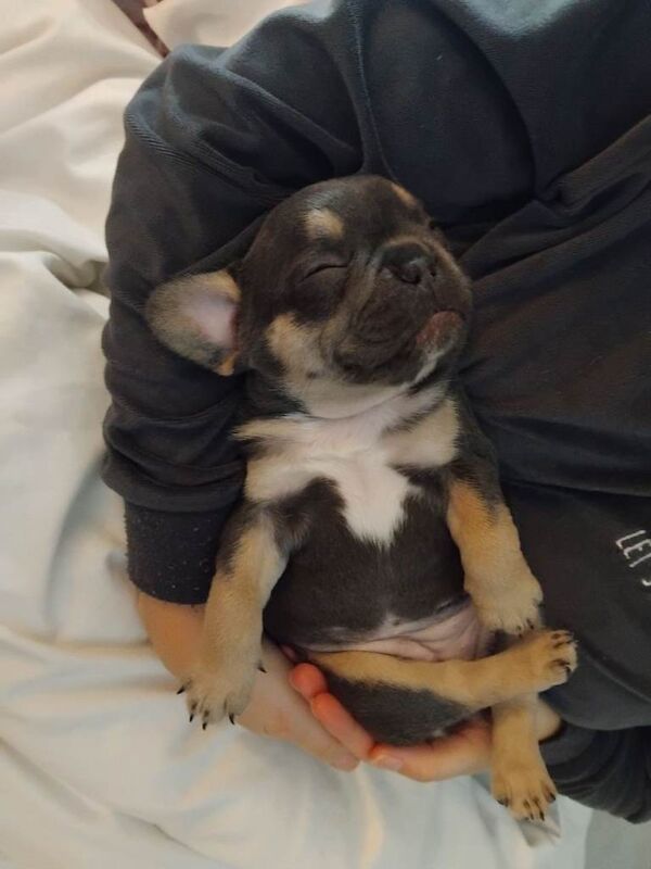 French bulldog puppys for sale - Image 4 of 6