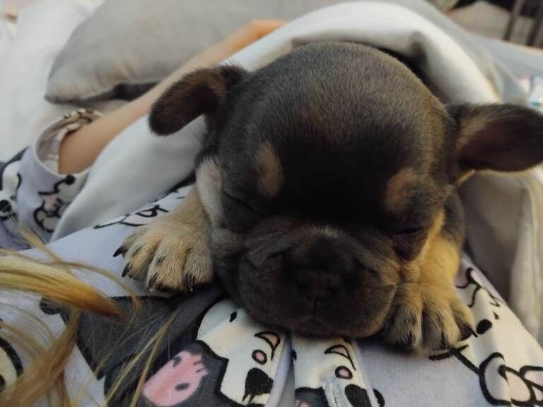 French bulldog puppys for sale - Image 5 of 6