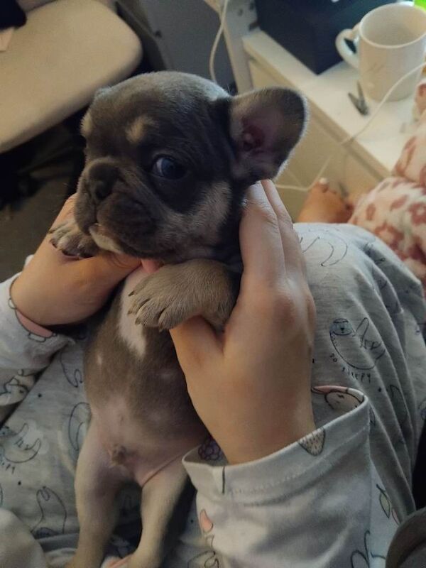 French bulldog puppys for sale - Image 6 of 6