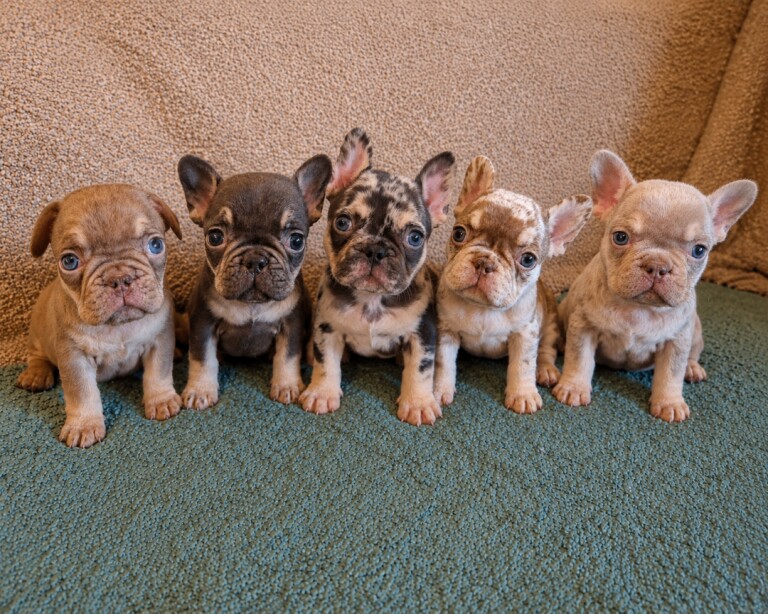 French bulldog puppys KC registered
