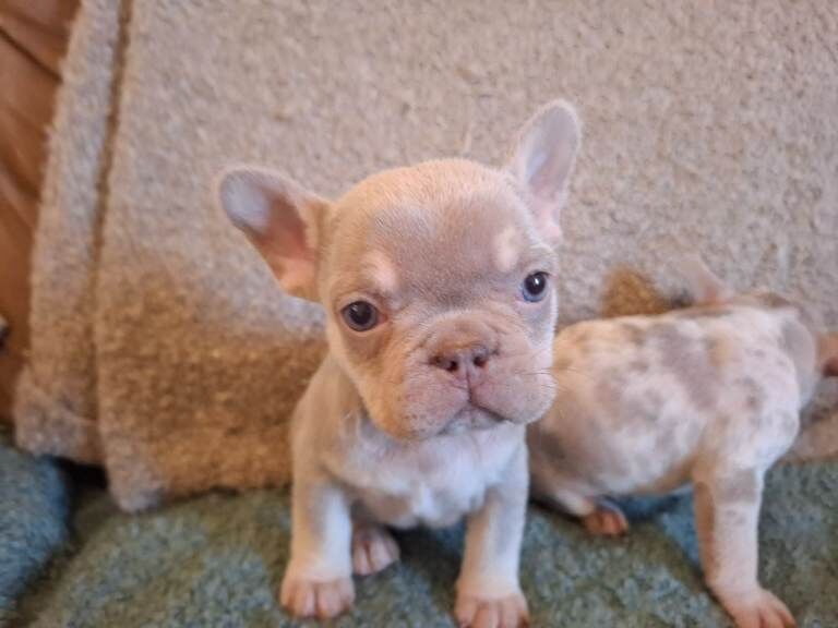 French bulldog puppys KC registered - Image 2 of 4
