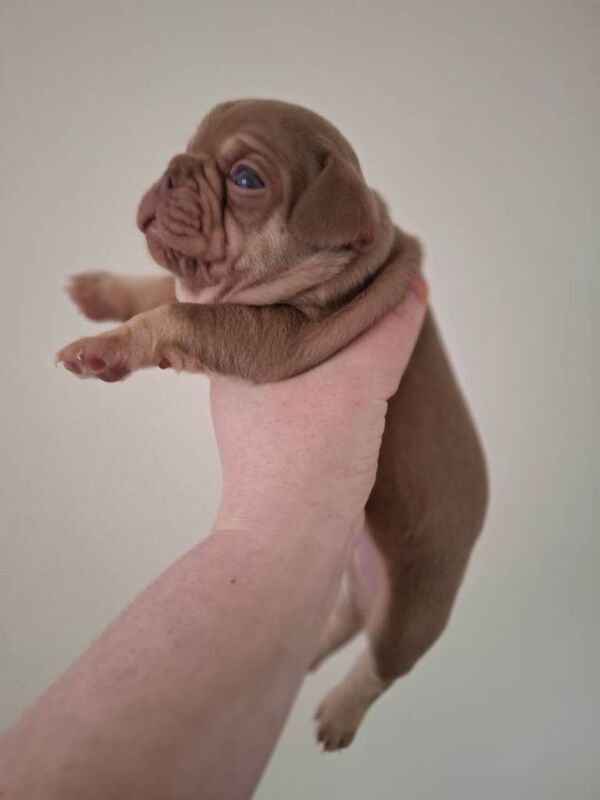 French bulldog puppys KC registered - Image 3 of 4