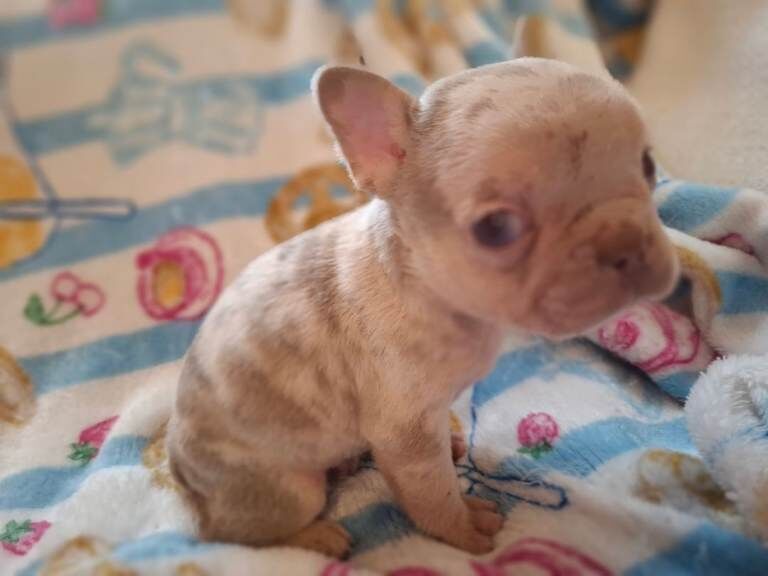French bulldog puppys KC registered - Image 4 of 4