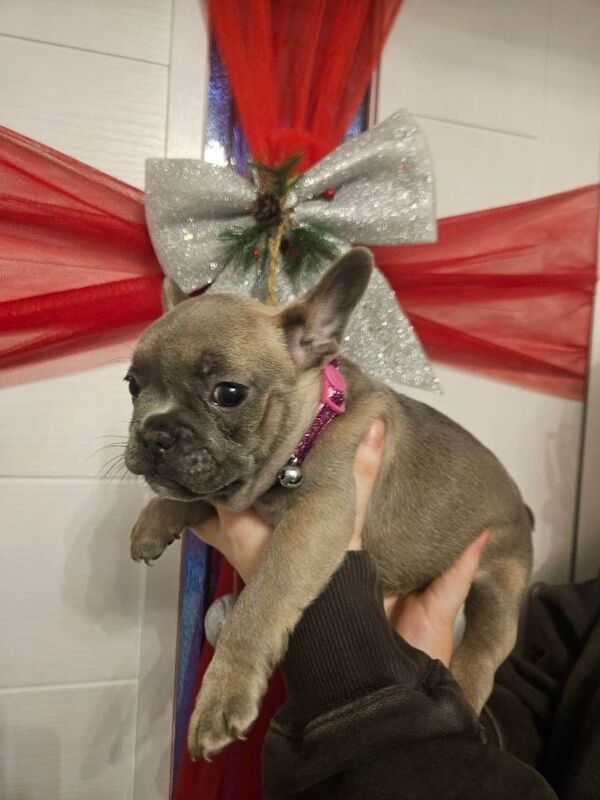 French Bulldog puppies for sale in Gateshead, Tyne and Wear – KC registered, 11 weeks old - Image 2 of 4