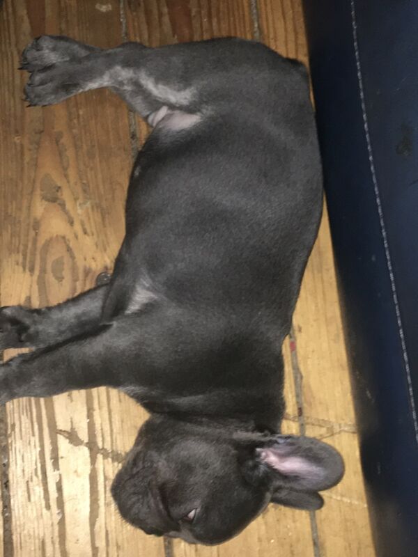 French Bulldog puppies for sale in Kilsyth, North Lanarkshire – 11 months old - Image 2 of 9