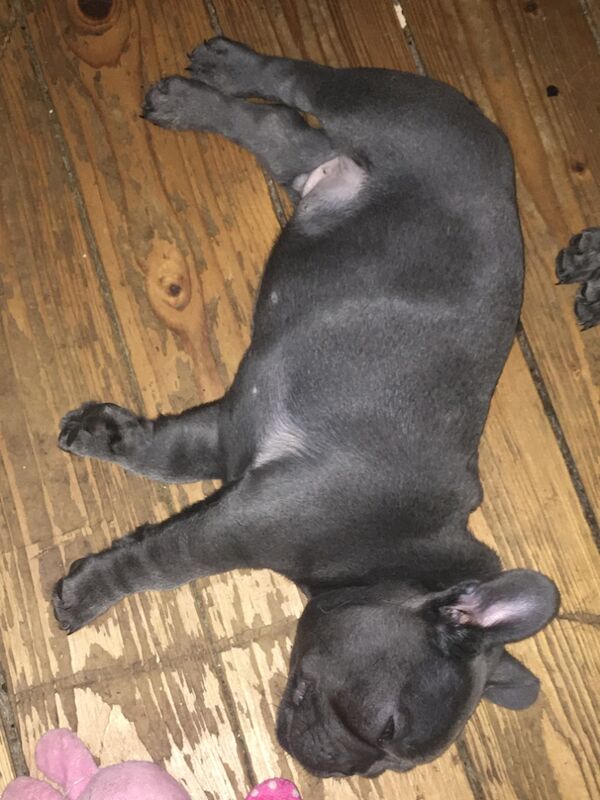 French bulldog pup's for sale in Kilsyth, North Lanarkshire | Image 3