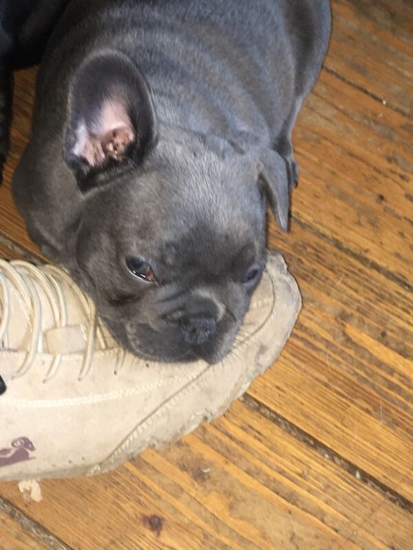French bulldog pup's for sale in Kilsyth, North Lanarkshire | Image 4