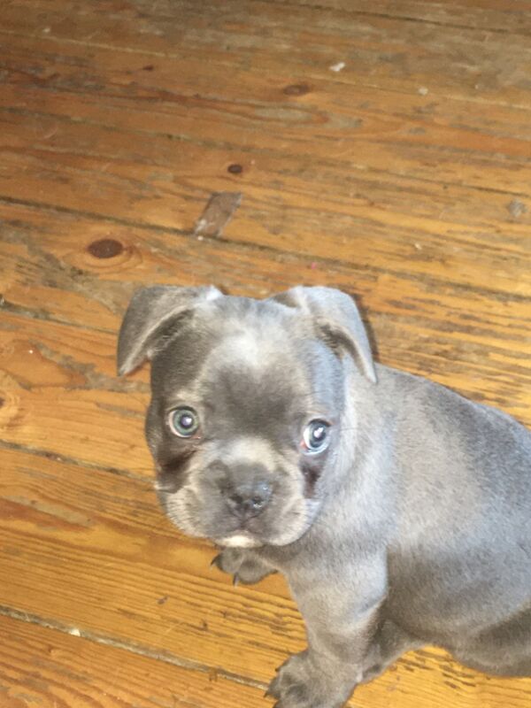 French Bulldog puppies for sale in Kilsyth, North Lanarkshire – 11 months old - Image 5 of 9