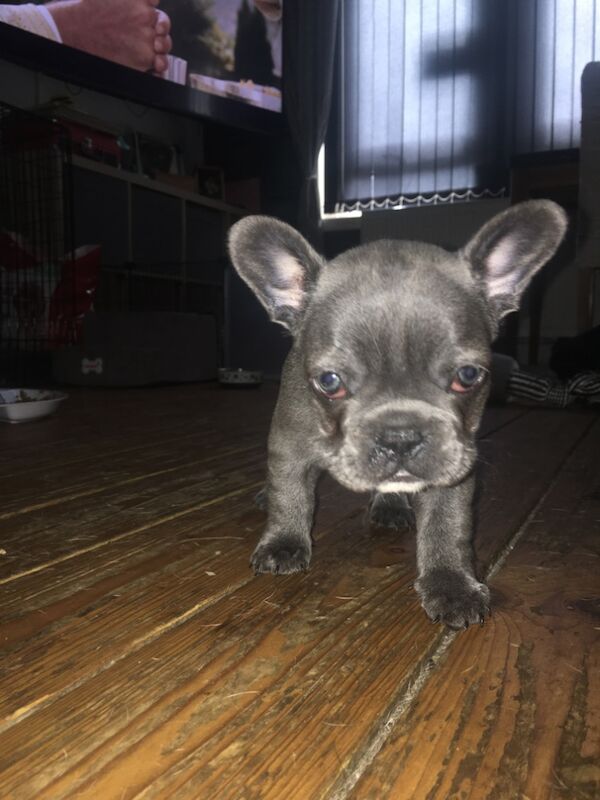 French Bulldog puppies for sale in Kilsyth, North Lanarkshire – 11 months old - Image 6 of 9