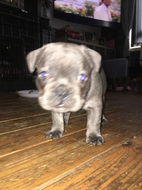French Bulldog puppies for sale in Kilsyth, North Lanarkshire – 11 months old - Image 7 of 9