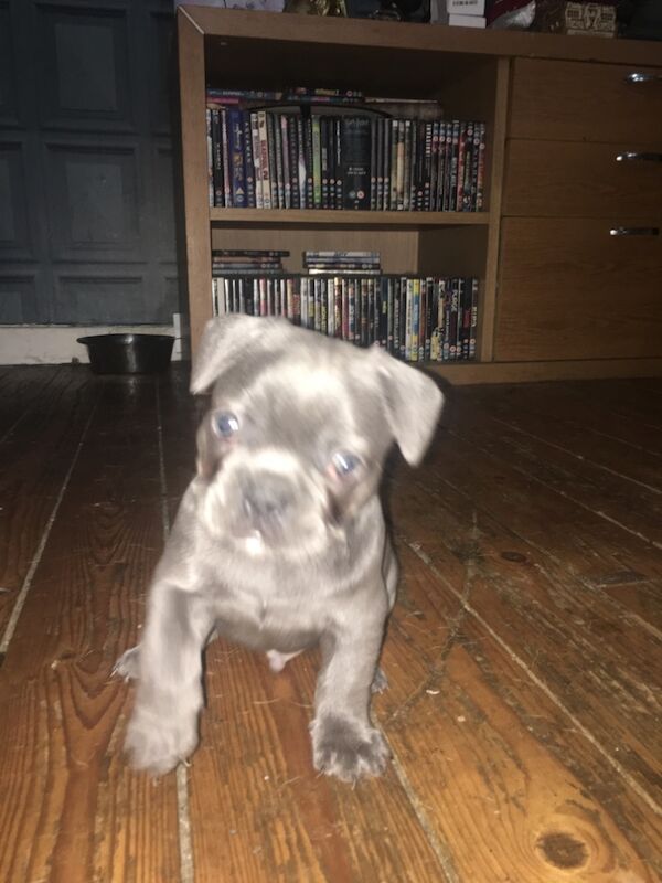 French Bulldog puppies for sale in Kilsyth, North Lanarkshire – 11 months old - Image 8 of 9