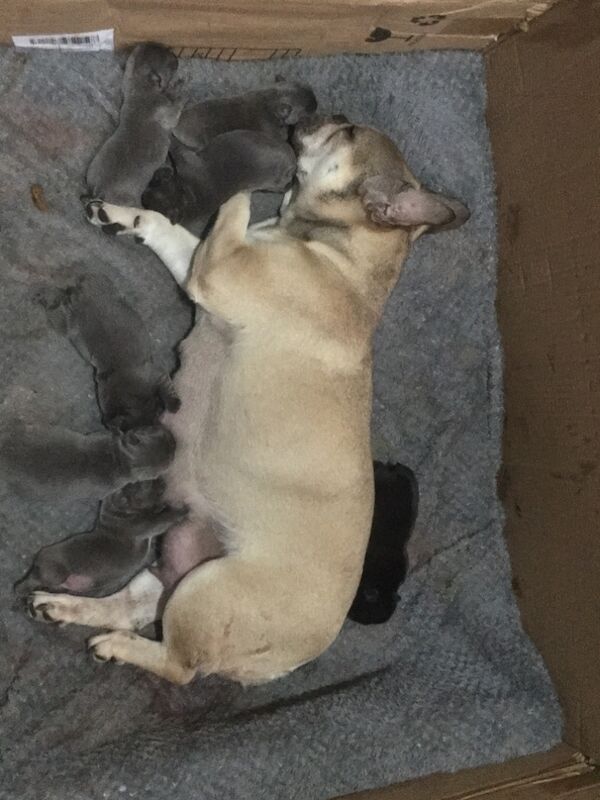 French Bulldog puppies for sale in Kilsyth, North Lanarkshire – 11 months old - Image 9 of 9