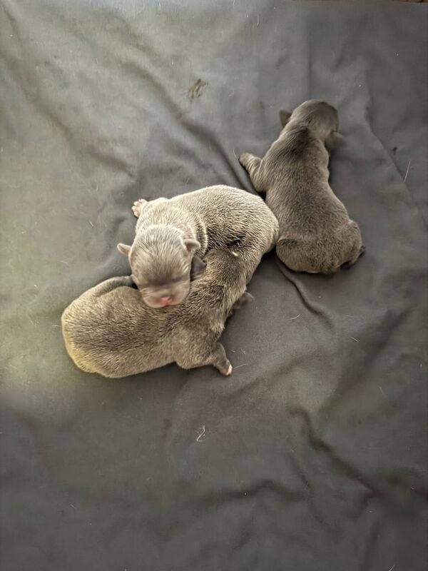 French Bulldog Pups for sale in Enniskillen, County Fermanagh | Image 3