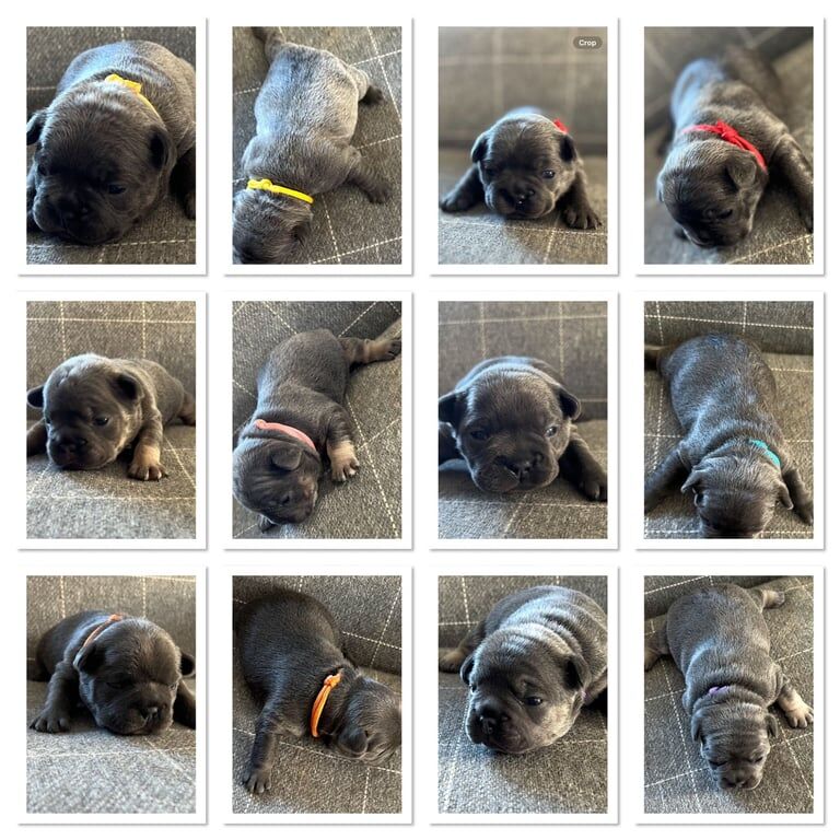 French Bulldog Pups for sale in Larne, County Antrim
