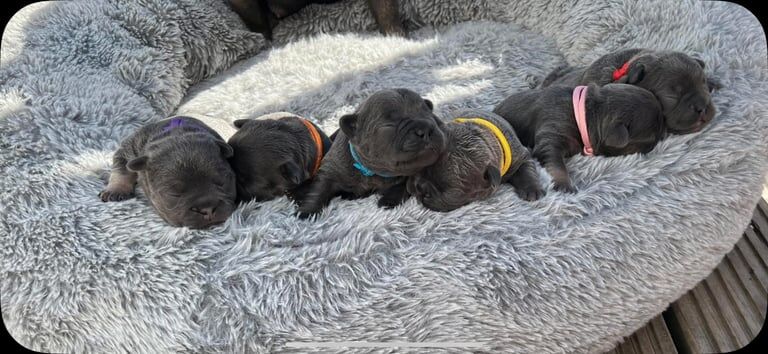 French Bulldog Pups for sale in Larne, County Antrim | Image 2