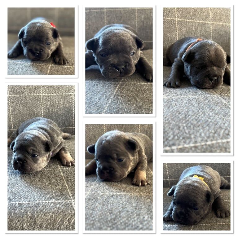 French Bulldog Pups for sale in Larne, County Antrim | Image 3