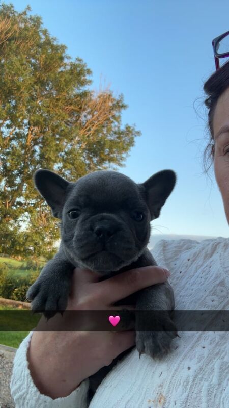 French Bulldog puppies for sale in Ballymoney, County Antrim – 6 weeks old