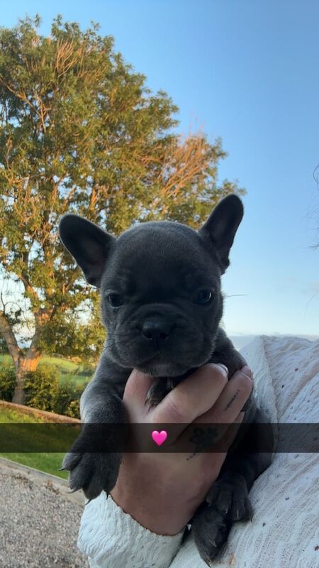French Bulldog puppies for sale in Ballymoney, County Antrim – 8 weeks old - Image 2 of 3