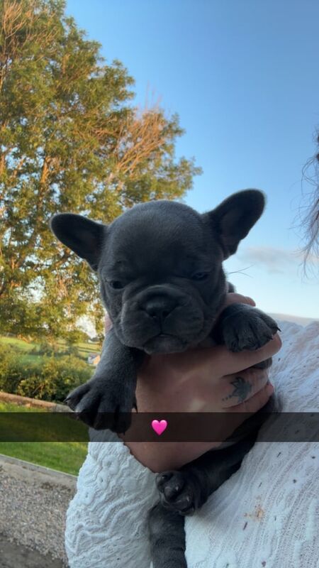 French Bulldog puppies for sale in Ballymoney, County Antrim – 8 weeks old - Image 3 of 3
