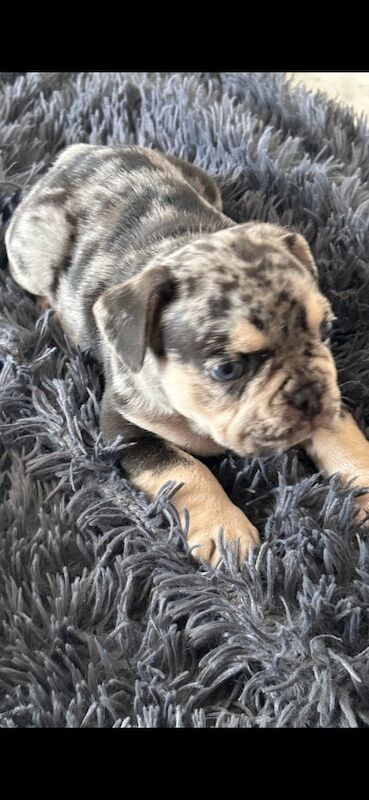 French Bulldog puppies for sale in Belfast, County Antrim – 7 weeks old